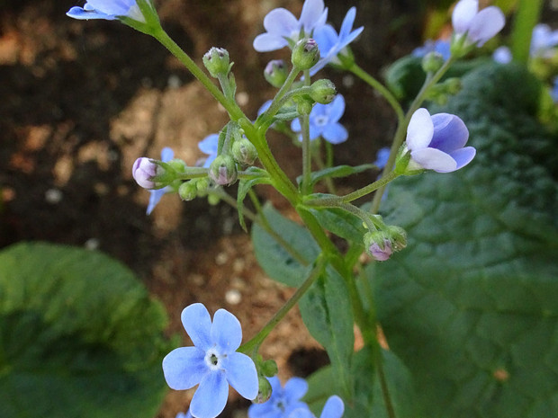 Бруннера крупнолистная - Brunnera macrophylla