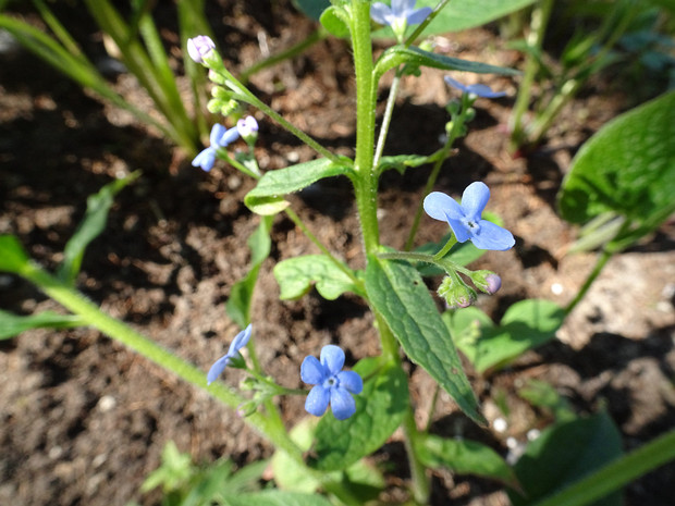 Бруннера сибирская - Brunnera sibirica