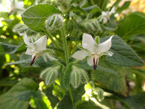 Бурачник лекарственный 'Белый Огуречник' - Borago officinalis 'White Borage'