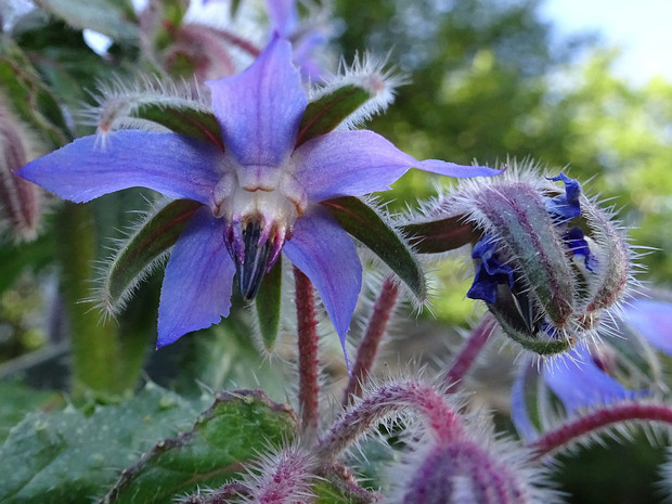 Бурачник лекарственный - Borago officinalis