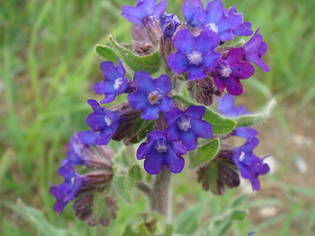 Воловик лекарственный - Anchusa officinalis