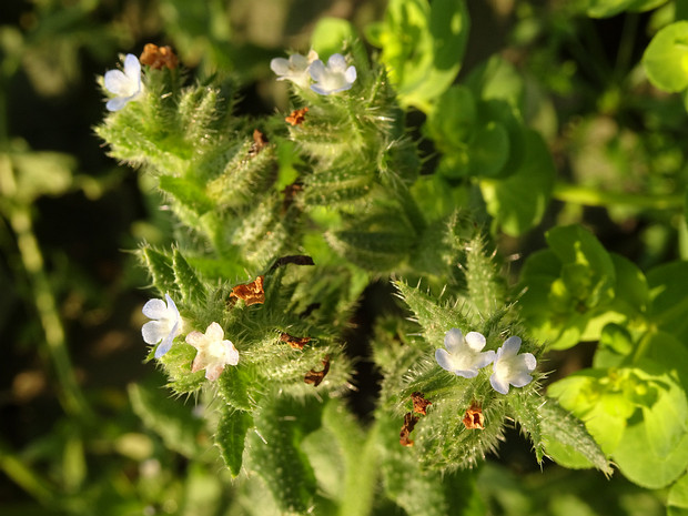 Воловик полевой - Anchusa arvensis