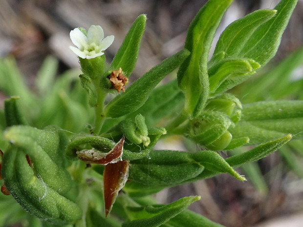 Воробейник лекарственный - Lithospermum officinale