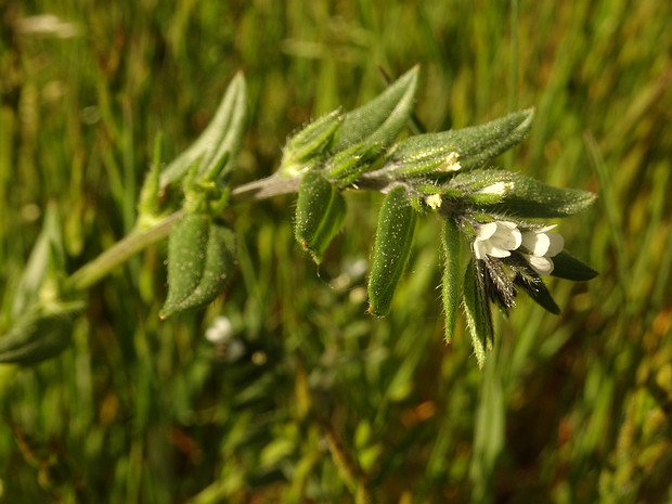 Воробейник полевой - Lithospermum arvense