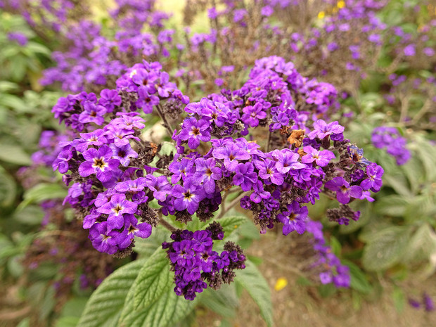 Гелиотроп древовидный 'Моряк' - Heliotropium arborescens 'Marine'