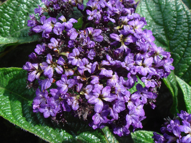 Гелиотроп древовидный - Heliotropium arborescens Scentropia Dark Blue 'Heliobu'