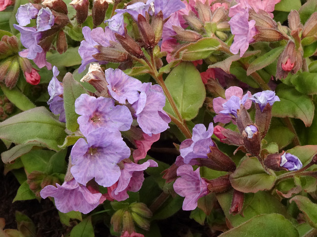 Медуница лекарственная - Pulmonaria officinalis