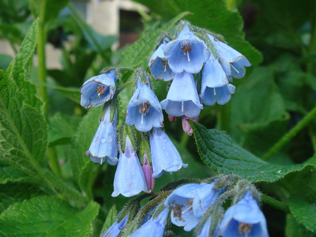 Медуница мягкая - Pulmonaria mollis