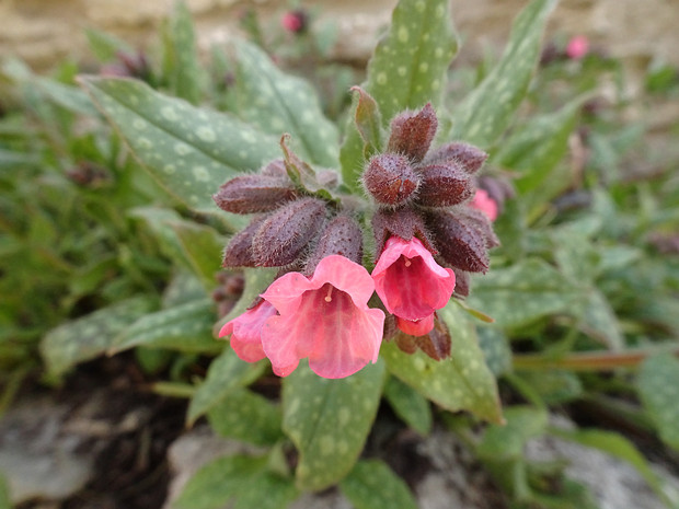 Медуница сахарная 'Дора Биелефелд' - Pulmonaria saccharata 'Dora Bielefeld'