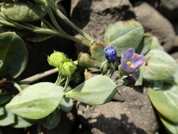 Мертензия приморская, морская - Mertensia maritima