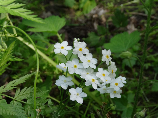 Незабудка болотная белая форма - Myosotis scorpioides f. alba