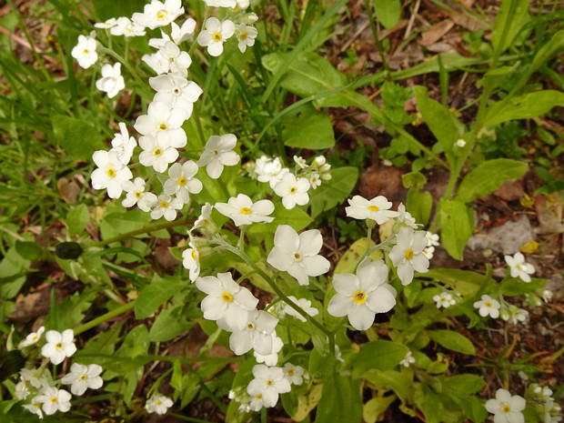 Незабудка лесная белая форма - Myosotis sylvatica f. alba