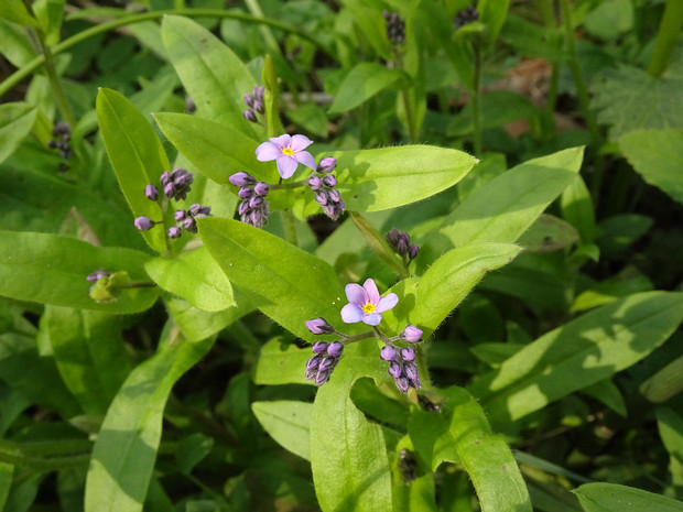 Незабудка лесная розовая форма - Myosotis sylvatica f. rosea