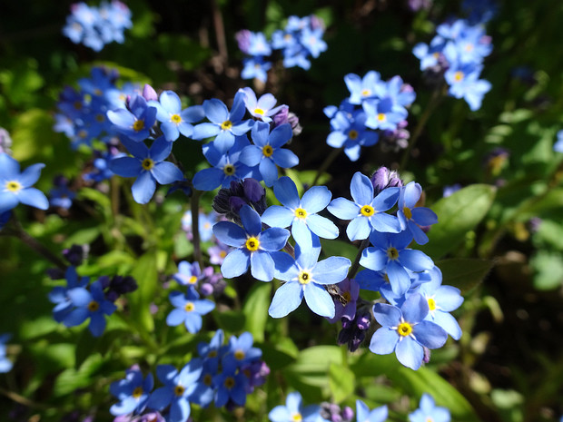 Незабудка лесная - Myosotis sylvatica