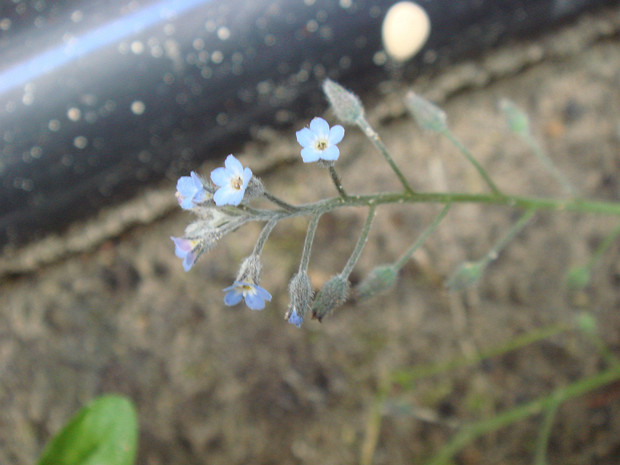 Незабудка мелкоцветковая - Myosotis micrantha