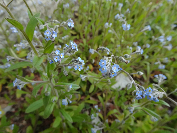 Незабудка полевая - Myosotis arvensis