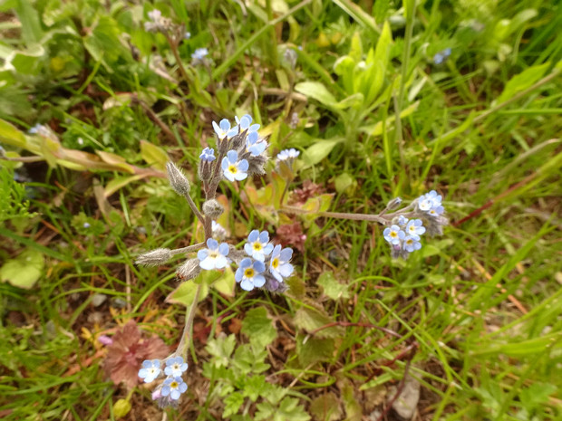 Незабудка холмовая - Myosotis ramosissima