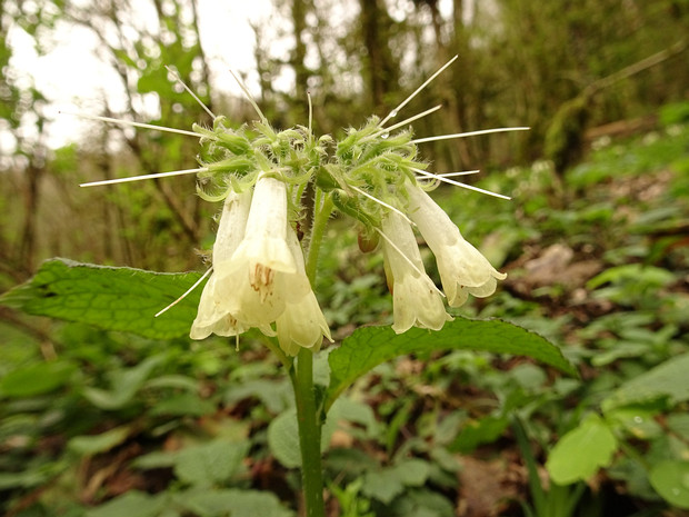 Окопник крупноцветковый - Symphytum grandiflorum