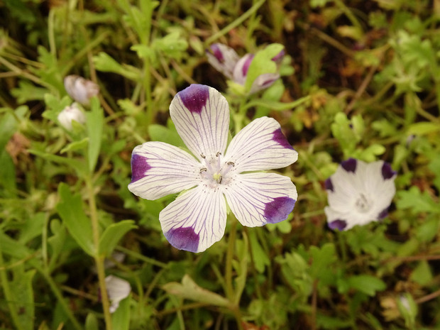 Немофила пятнистая - Nemophila maculata