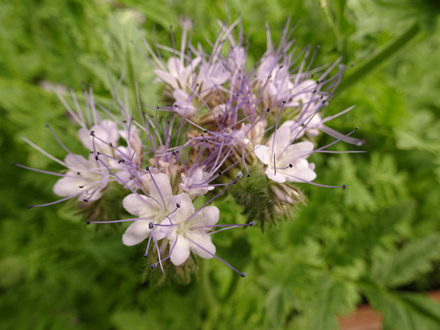 Фацелия пижмолистная - Phacelia tanacetifolia