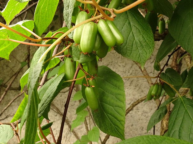 Актинидия коломикта - Actinidia kolomikta