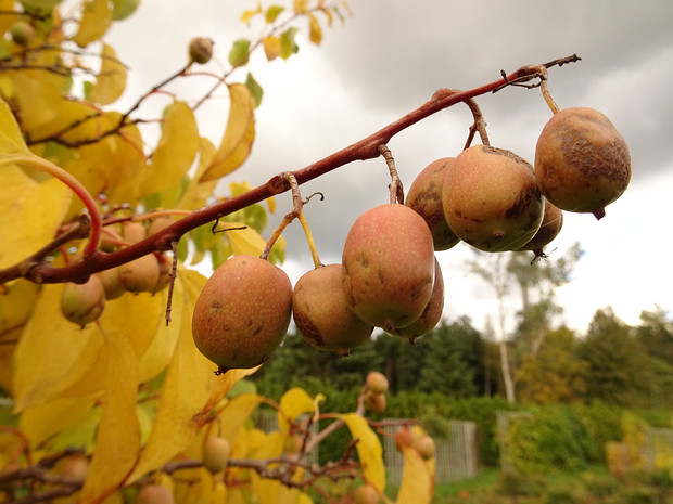 Актинидия острая - Actinidia arguta