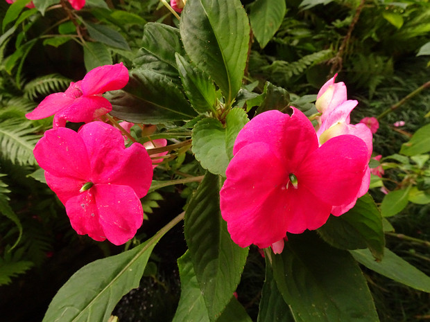 Недотрога Уоллера - Impatiens walleriana