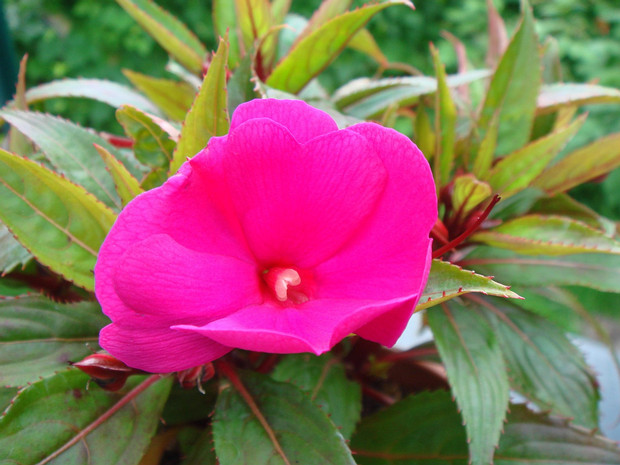 Недотрога бальзаминовая 'Пурпурная' - Impatiens balsamina 'purple'