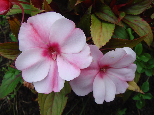 Недотрога бальзаминовая 'Розовая' - Impatiens balsamina 'rose'