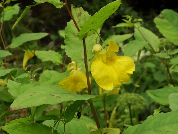 Недотрога обыкновенная - Impatiens noli-tangere