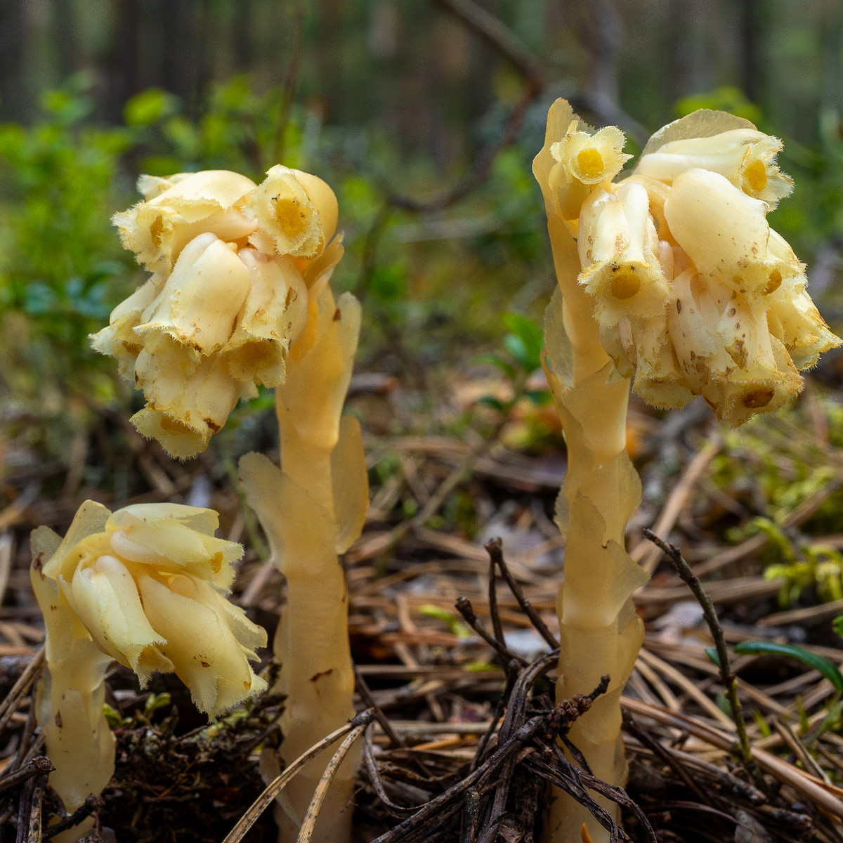 !66km_highway_tallinn_narva_forest-29