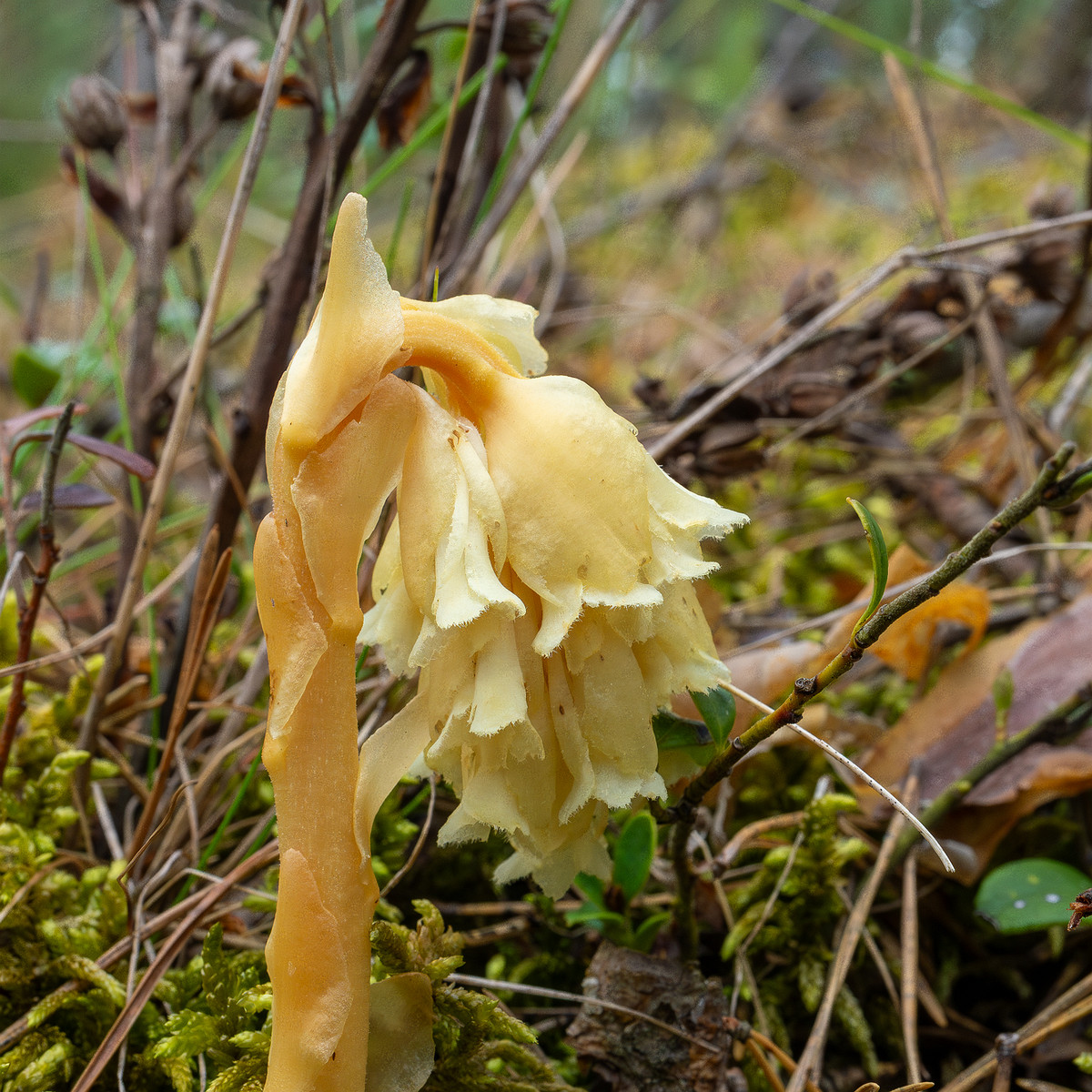 66km_highway_tallinn_narva_forest-12