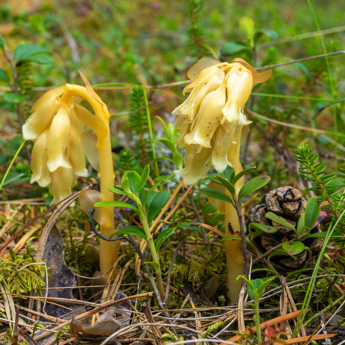 66km_highway_tallinn_narva_forest-15