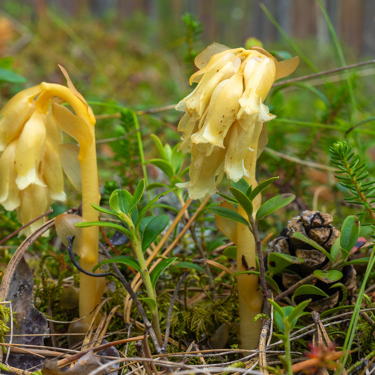 66km_highway_tallinn_narva_forest-16