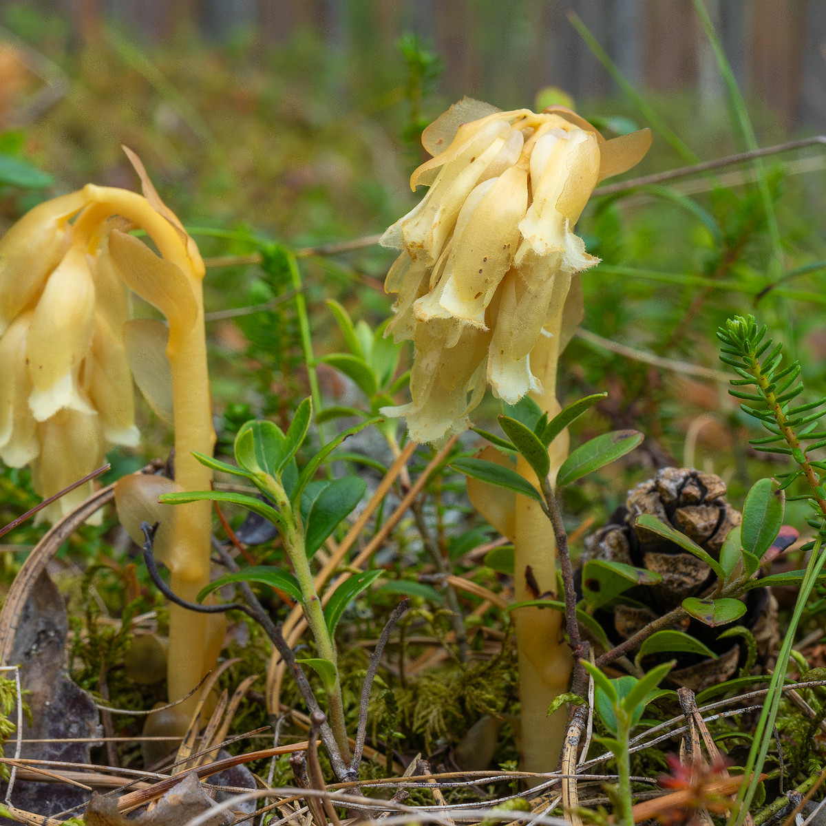 66km_highway_tallinn_narva_forest-18