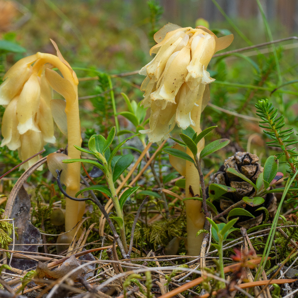 66km_highway_tallinn_narva_forest-19