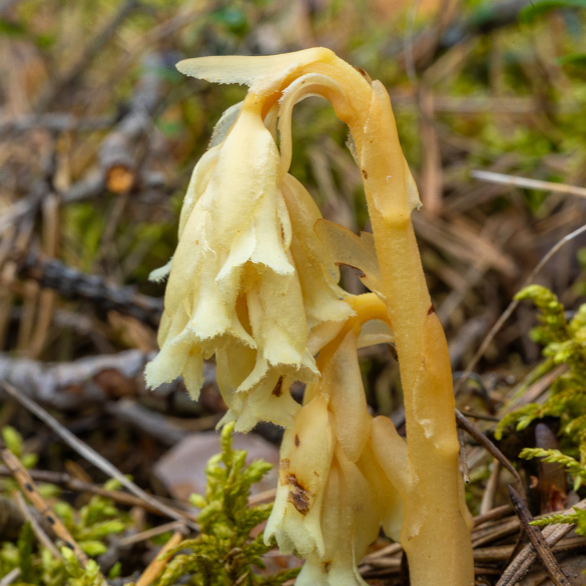 66km_highway_tallinn_narva_forest-4