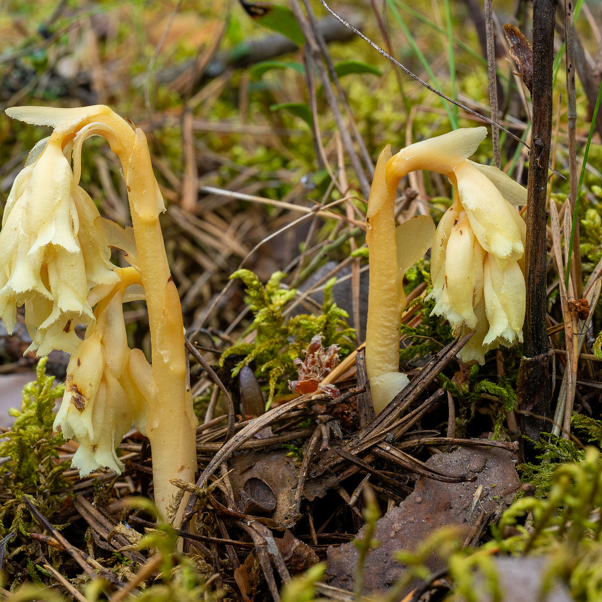 66km_highway_tallinn_narva_forest-7