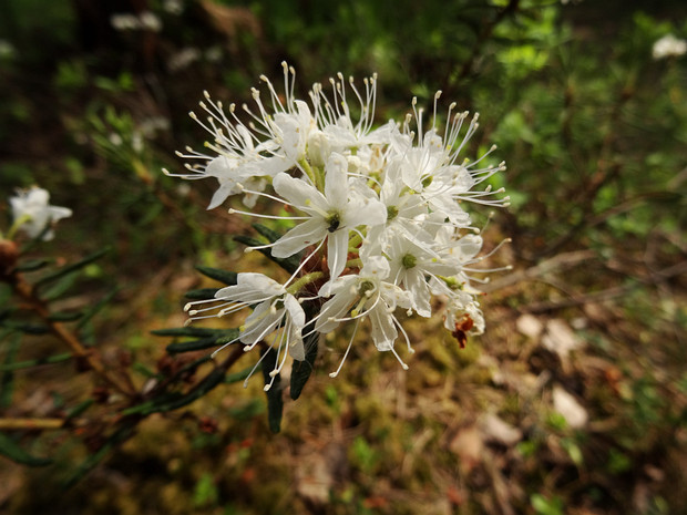 Багульник болотный - Ledum palustre