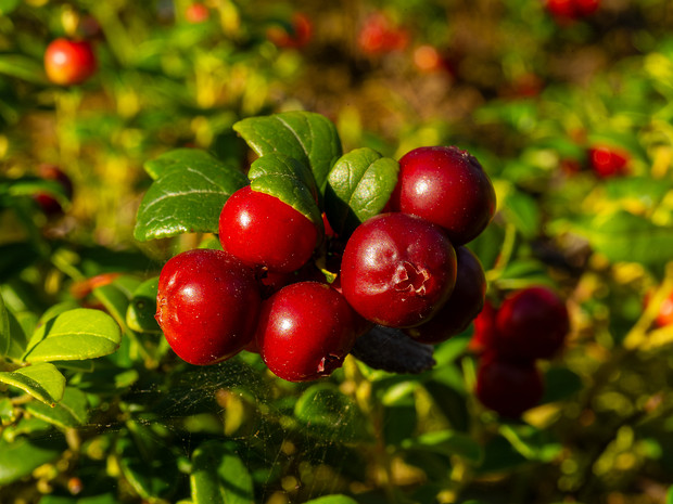 Брусника - Vaccinium vitis-idaea