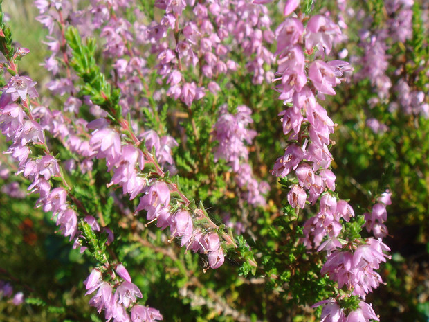 Вереск обыкновенный - Calluna vulgaris