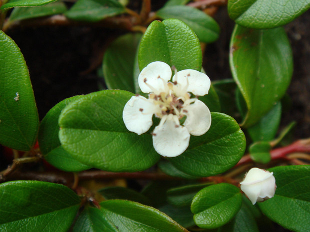 Гаультерия лежачая - Gaultheria procumbens