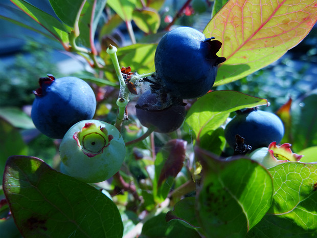 Голубика высокорослая 'Герцог' - Vaccinium corymbosum 'Duke'