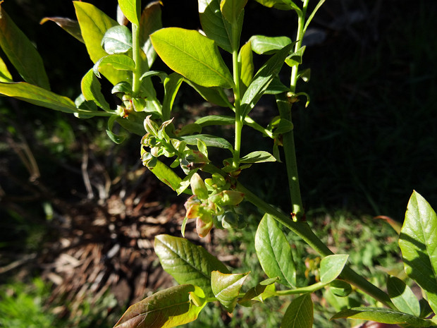 Голубика высокорослая 'Синяя Жатва' - Vaccinium corymbosum 'Blue Crop'