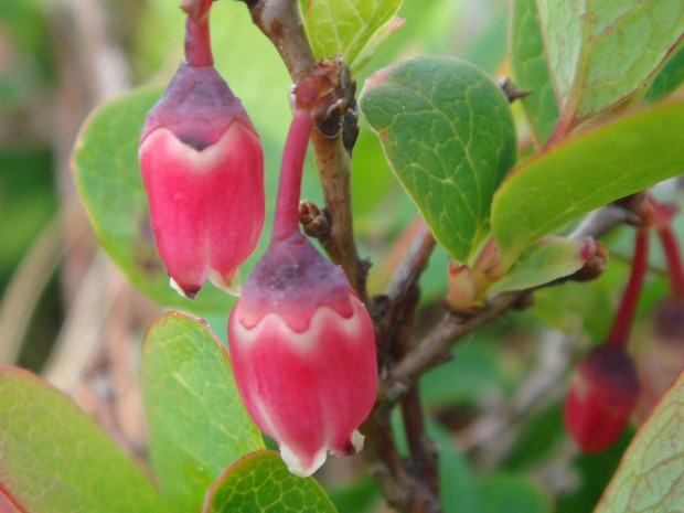 Голубика обыкновенная - Vaccinium uliginosum