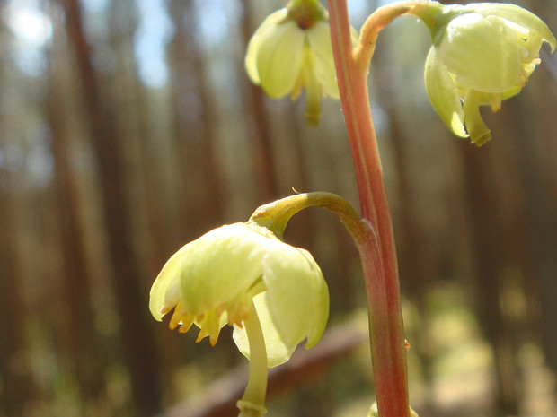 Грушанка зелёноцветковая - Pyrola chlorantha