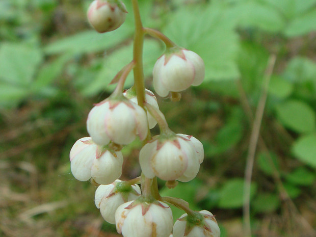 Грушанка малая - Pyrola minor