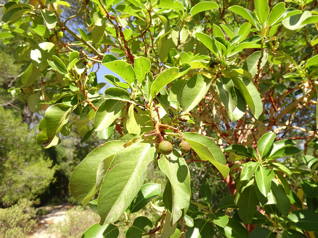 Земляничник греческий - Arbutus andrachne