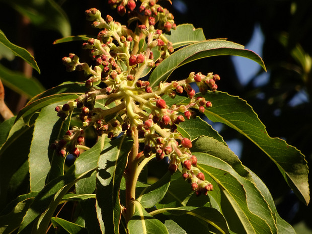 Земляничник канарский - Arbutus canariensis