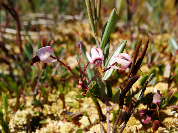 Клюква обыкновенная - Vaccinium oxycoccos